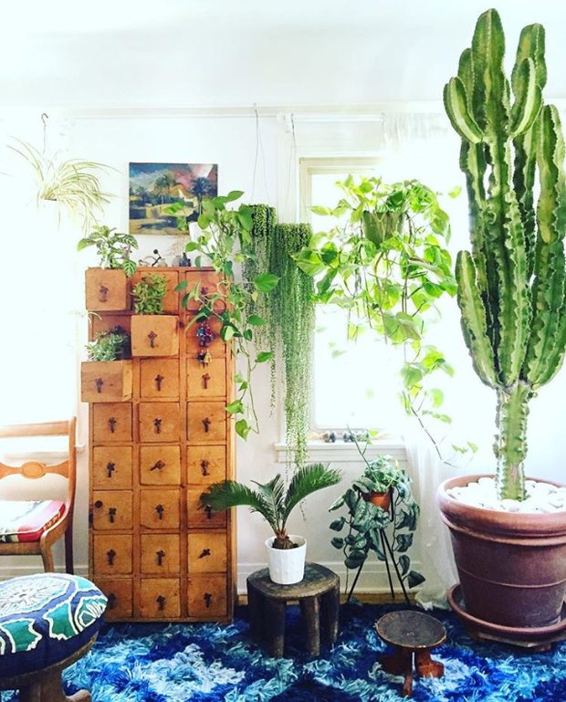 Are You Plant Crazy?