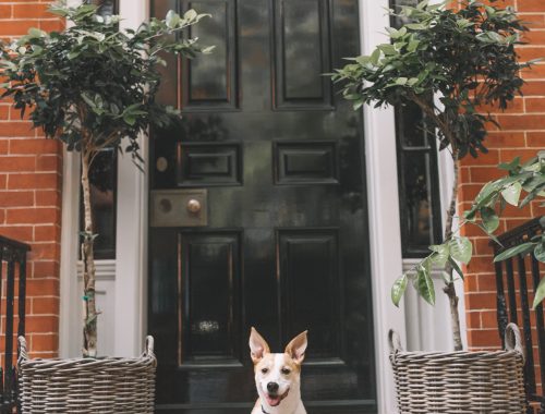 Favorite Dog-Friendly Spots in New York City.